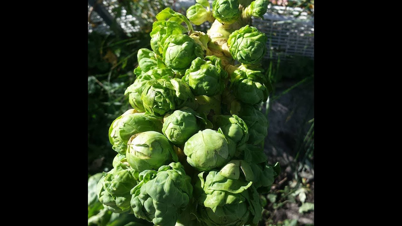Starting Brassicas (Kale, Brussels Sprouts, Cabbage) The Wisconsin Vegetable Gardener