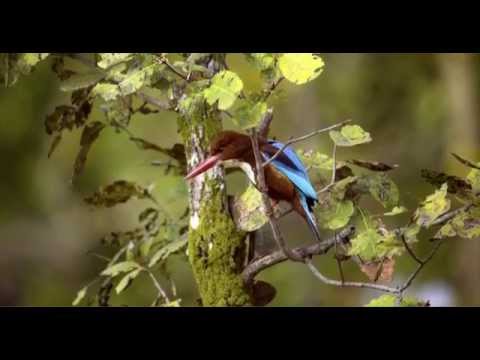 Bandhav Vilas - A promotional film on the hotel in Bandhavgarh