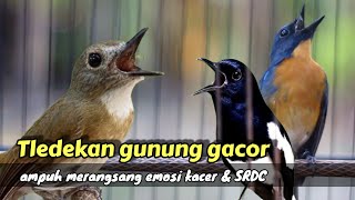 Download lagu TERAMPUH TLEDEKAN GUNUNG FULL GACOR MERANGSANG EMOSI KACER DAN SRDC mp3 Download lagu TERAMPUH TLEDEKAN GUNUNG FULL GACOR MERANGSANG EMOSI KACER DAN SRDC mp3