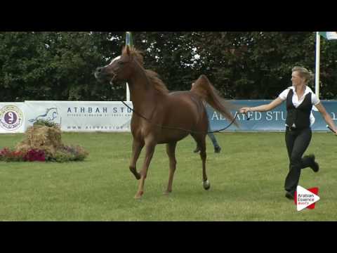 Strohen 2016 - B-Show Senior Mares Ch