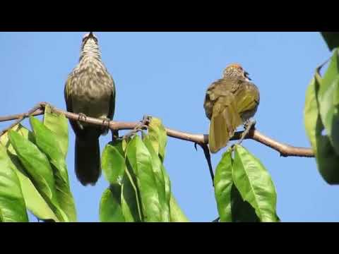 Burung Cucak Rowo Gacor di Alam Liar