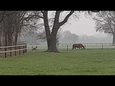 Melli's Jona Gold - 10 Tage altes Fohlen hat Spaß auf der Weide