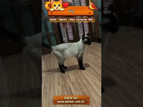 Vídeo de Fuji