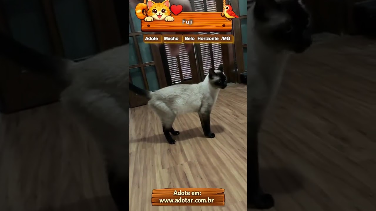 Gato raça Siamês idade 5 anos nome Fuji