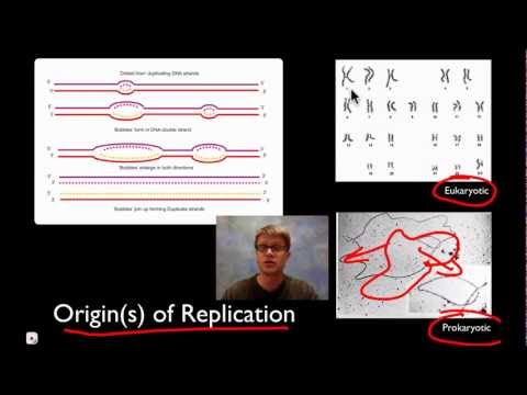 DNA Replication