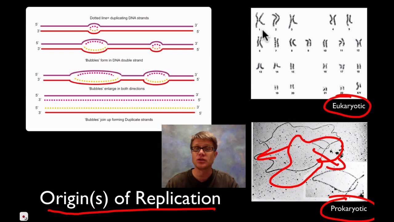 DNA Replication