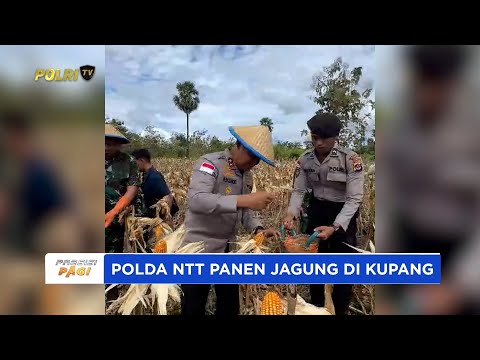 KAPOLDA NTT PIMPIN PANEN RAYA JAGUNG SERENTAK KUARTAL II DARI KUPANG