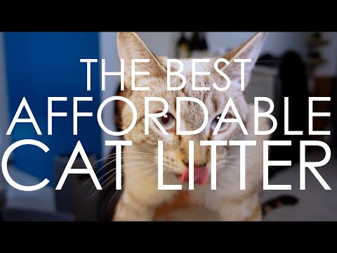 Best Cheap Cat Litter for $1/month: Low Tracking, No Silica!