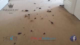 Deep clean with pile lifting and pet hair removal