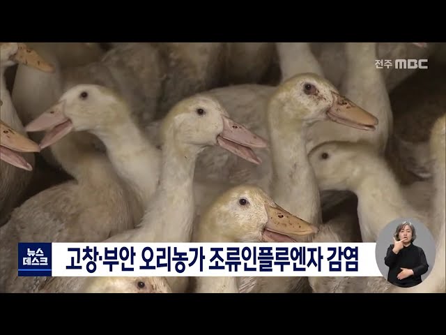 고창, 부안 오리농가 조류인플루엔자 감염