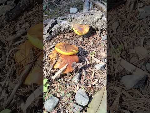  9月のキノコはどれ？今月採れる食用で認識しやすい種 8 種  庭園