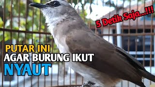 Download lagu Suara panggilan trucukan trucukan agar cepat BUNYI pancingan & masteran trucuk gacor ropel panjang mp3 Download lagu Suara panggilan trucukan trucukan agar cepat BUNYI pancingan & masteran trucuk gacor ropel panjang mp3