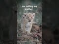 The cub is calling his mother #shorts