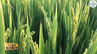 Green In Rice Field Autumn Harvest Video Backgroun
