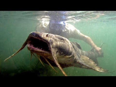 Monster Goliath Groupers with NFL Linebacker Sam Barrington -BIG FISH