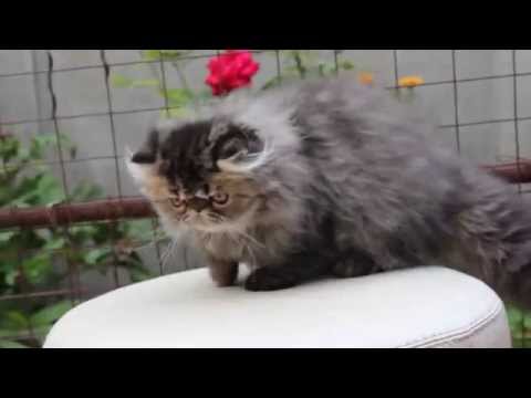 Amfion's NAIM   4 Months