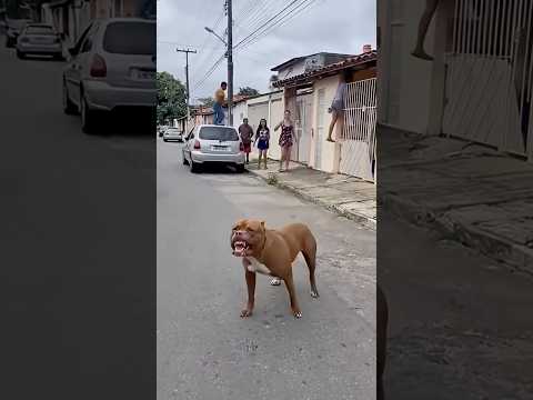 Pitbull brabo solto na rua #viral #pitbull #shortvideo