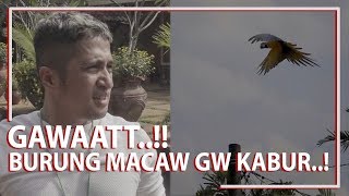 Download lagu GAWAT..! Burung Macaw Gw Kabur..!! mp3