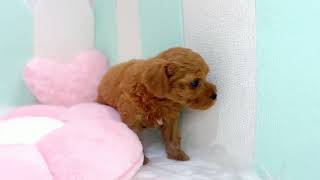 トイプードルの動画01