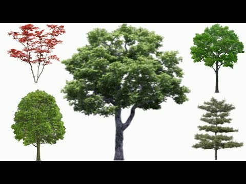 Изучаем деревья thumbnail