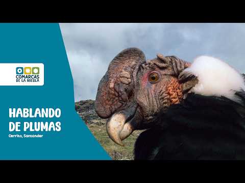 Comarcas de la Niebla 🌫️ | Cerrito Santander: Hablando de Plumas 🪶
