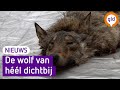 Van zo DICHTBIJ zag je de WOLF nog NOOIT