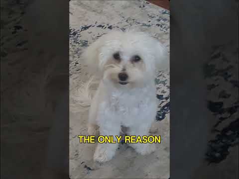 I'ma dog owner #puppy #cuteanimal #dog #pets #funnydoggy #dogcute #cute #funnyanimal  #funnydog