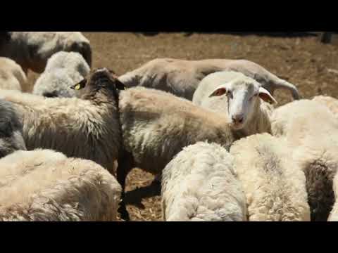 LIPSKA OVCA - IDEALNA ZA SVE! Farma u Topoli