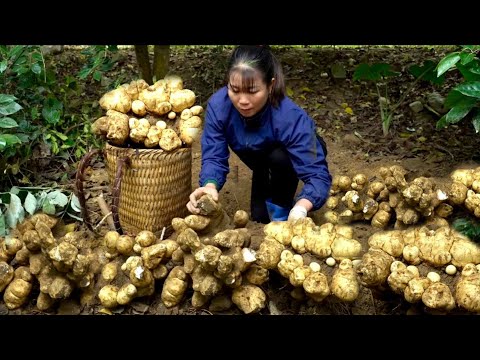 From the forest to table – Cooking wild taro dishes with the natural flavors the mountains forests.