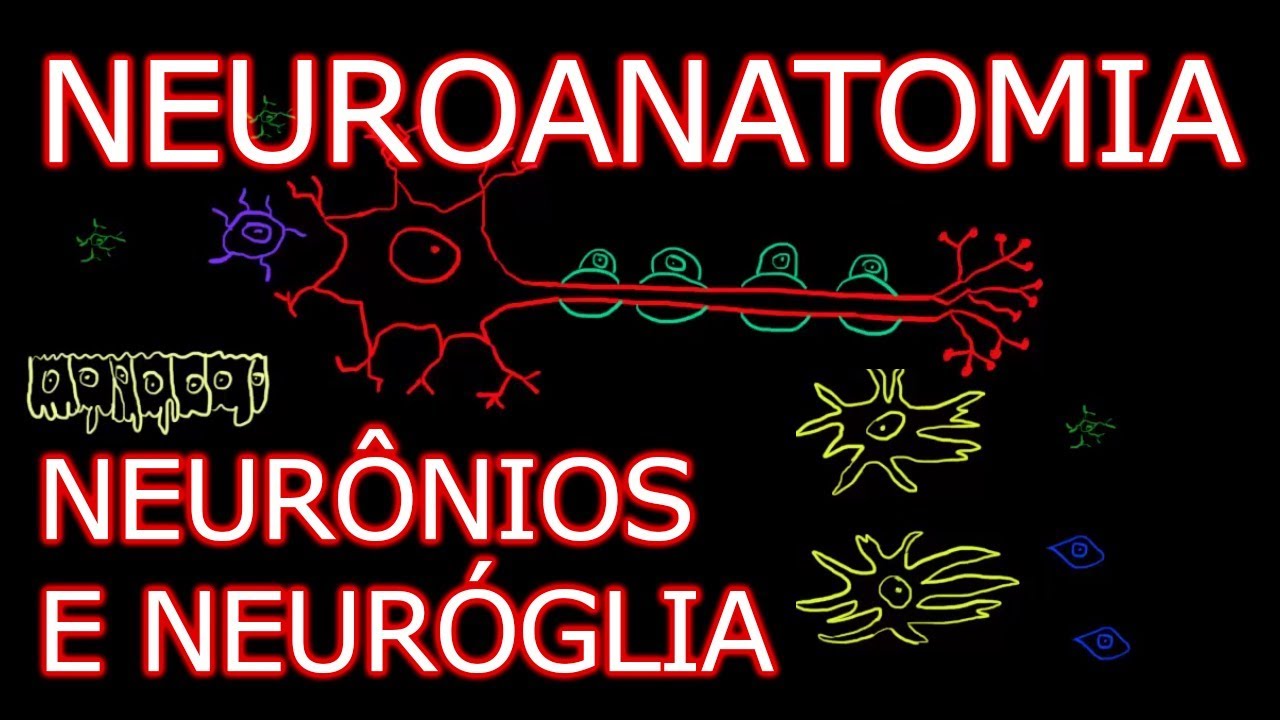 Aula: Neuroanatomia - Neurônios e Neuróglia | Neuroanatomia Humana #2