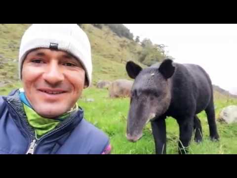MOUNTAIN TAPIR (Tapirus pinchaque) in the Andes of Colombia