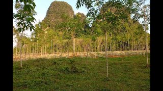 A 16 Rai Land Plot with Fantastic Mountain Views for Sale in Nong Talay