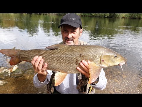 A DAYS BARBEL FISHING ON THE MID TRENT - VIDEO 61