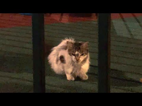 A cat found living outside for years who had two kittens that no one expected