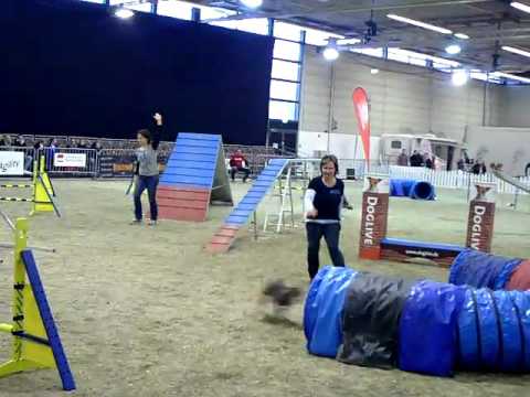 Moema A3 16.1.2016 Doglive