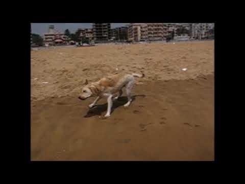 TRAINING OUR PET DOG RAMBO | A DOG LOVES YOU MORE THAN ITSELF | MAN'S BEST FREIND