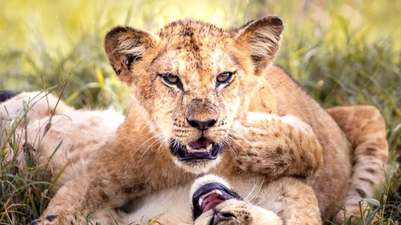 The Real Lion King: Lake Nakuru Safari Adventure