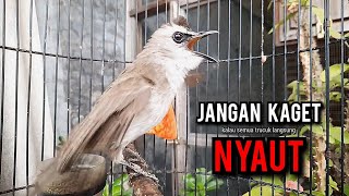 Download lagu trucukan gacor TARUNG ROPEL PANJANG pancingan trucukan agar bunyi jadikan burung trucuk gacor NYAUT mp3 Download lagu trucukan gacor TARUNG ROPEL PANJANG pancingan trucukan agar bunyi jadikan burung trucuk gacor NYAUT mp3