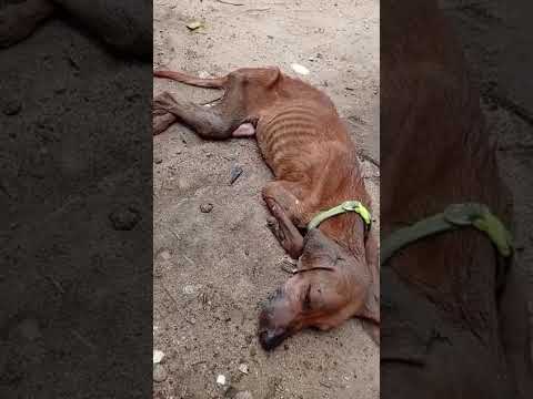 Hace un año le salvamos la vida a este perrito de la calle en Aracataca