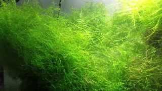 Tips On Growing Java Moss!