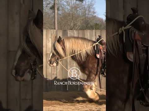 Pulling and releasing   That's how we get them softened up.  #b1 #horsetraining