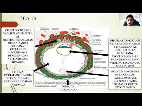 EMBRYOLOGY: SECOND WEEK OF DEVELOPMENT: BILAMINAR GERM DISC