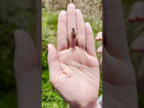 コマドリは冬に何を食べますか