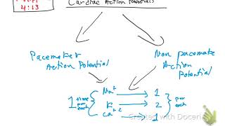 Cardiac action potential