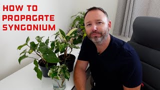 How to Propagate Syngonium Podophyllum Albo Variegatum | Arrow Head Vine