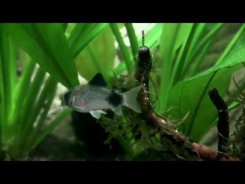 Watch Video on YouTube