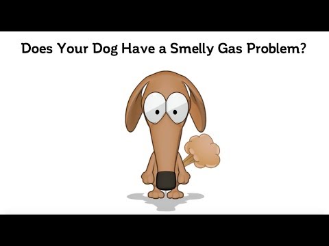Does Your Dog (or Cat) Have A Gas Problem?