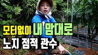 노지고추 관수 모터없이 비닐위에 실험성공