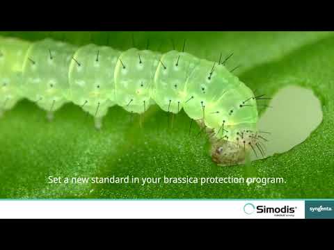 Set a new standard in your brassica protection program with SIMODIS® insecticide