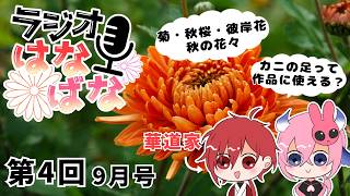 【いけばな雑談】秋到来！コスモス？菊？彼岸花？楽しめるお花は無限大♪　収録時間も無限大！収録ミスも無限大！☆発狂☆【ラジオはなばな　第4回】
